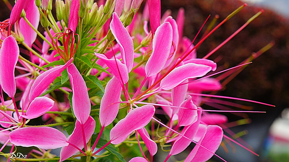http://i.dcview.tw/gallery/201203/a625155e0e74729abe290f907c43e5aa.jpg