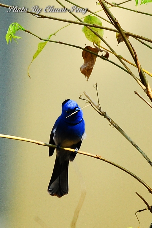 http://i.dcview.tw/gallery/201203/a79bb8e2434e45f9ced98dc95c88ba15.jpg