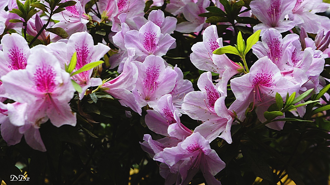 http://i.dcview.tw/gallery/201203/a85f3b3098af110ca65981c692cf3c1f.jpg