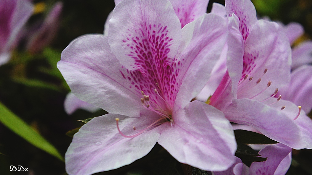 http://i.dcview.tw/gallery/201203/af7c3c94fa361aeb126996309cd79bf7.jpg