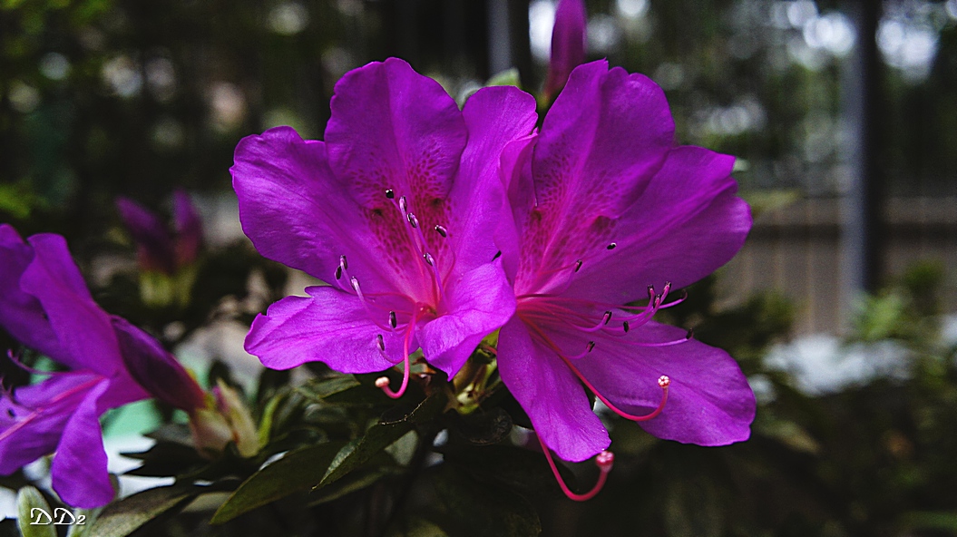 http://i.dcview.tw/gallery/201203/b67828830325aebda22217c040a18bed.jpg