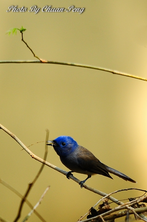 http://i.dcview.tw/gallery/201203/b9b3a1a68337ad3d3caebe00350fb7a0.jpg