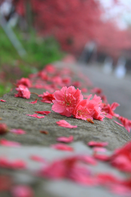 http://i.dcview.tw/gallery/201203/bb7a790a902efd9599b5681f33c696cd.jpg