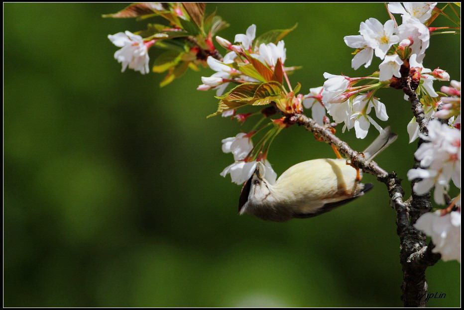 http://i.dcview.tw/gallery/201203/bbcb2ee41a6315982f6cde75fbceae3b.jpg