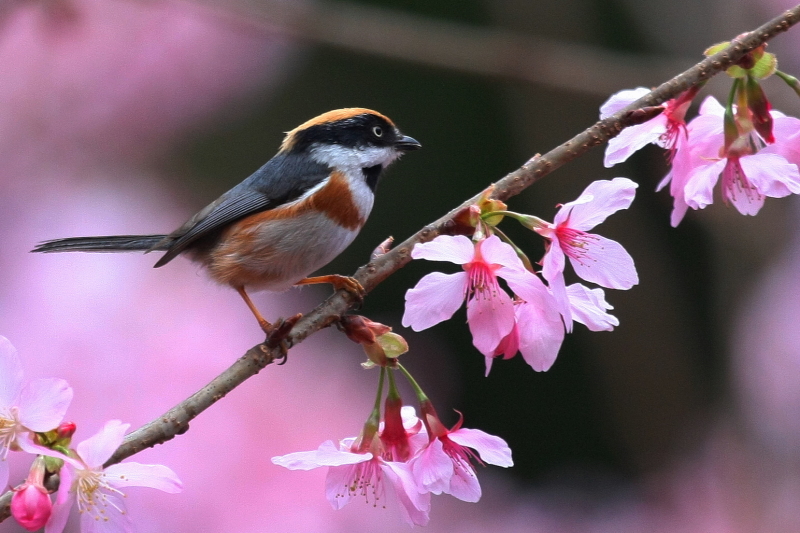 http://i.dcview.tw/gallery/201203/bc9fa04eb15410e83beb30db9f60ab10.jpg