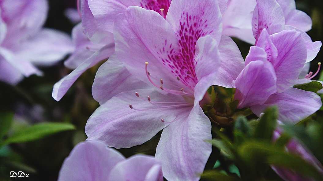 http://i.dcview.tw/gallery/201203/c70bd1e6a6e517df5104a74715d54746.jpg