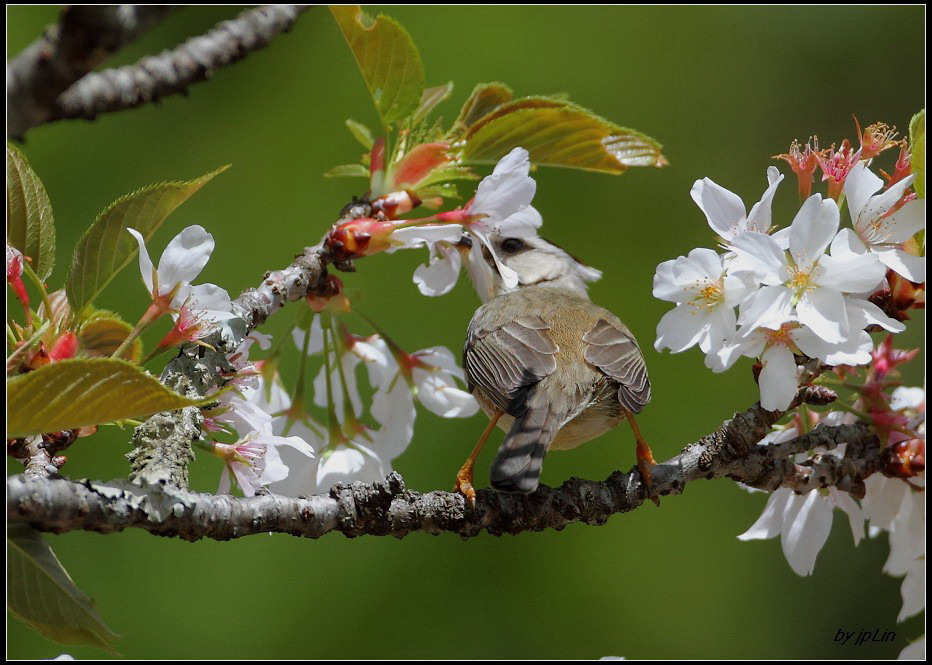 http://i.dcview.tw/gallery/201203/c96ee197956d65d8a033c455fc9c9bb3.jpg