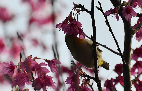 http://i.dcview.tw/gallery/201203/c97d1176418b776f4869c2d8d400c7eb.jpg