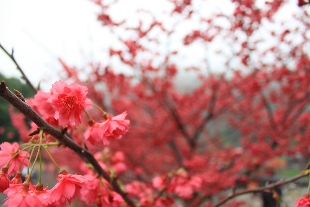 http://i.dcview.tw/gallery/201203/caab6c46c9a6717ac66077dede9ddbd4.jpg