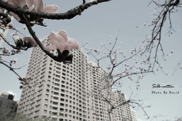 http://i.dcview.tw/gallery/201203/cb499790483699723787717b00489f02.jpg