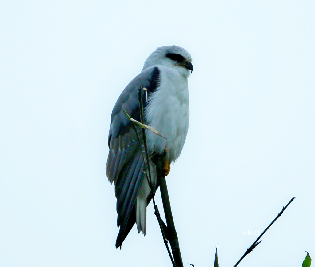 http://i.dcview.tw/gallery/201203/cc9a5e44317c626d61ab45ade30b93b5.jpg