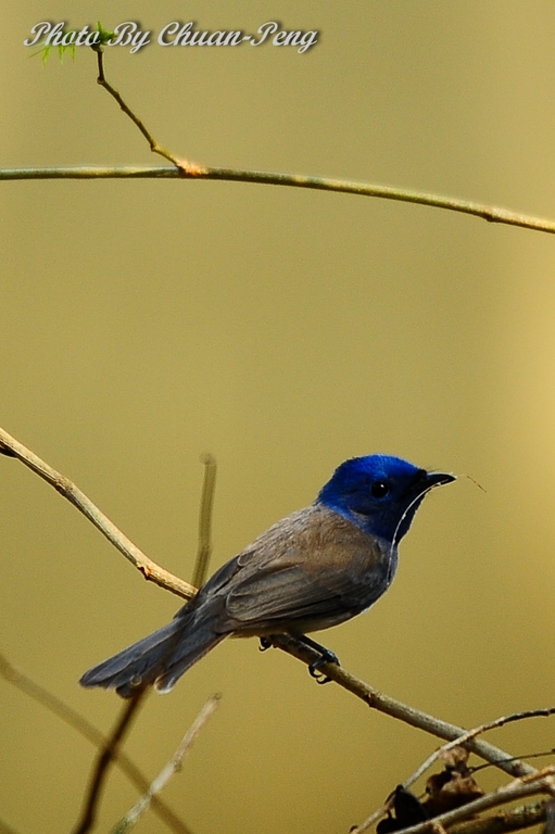 http://i.dcview.tw/gallery/201203/ce79d1f5db5c39f7b5460d5c655f5043.jpg