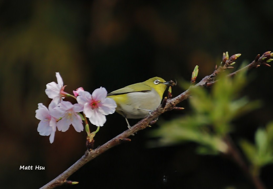 http://i.dcview.tw/gallery/201203/d2466d05c15e706045f82ed89ebe3905.jpg