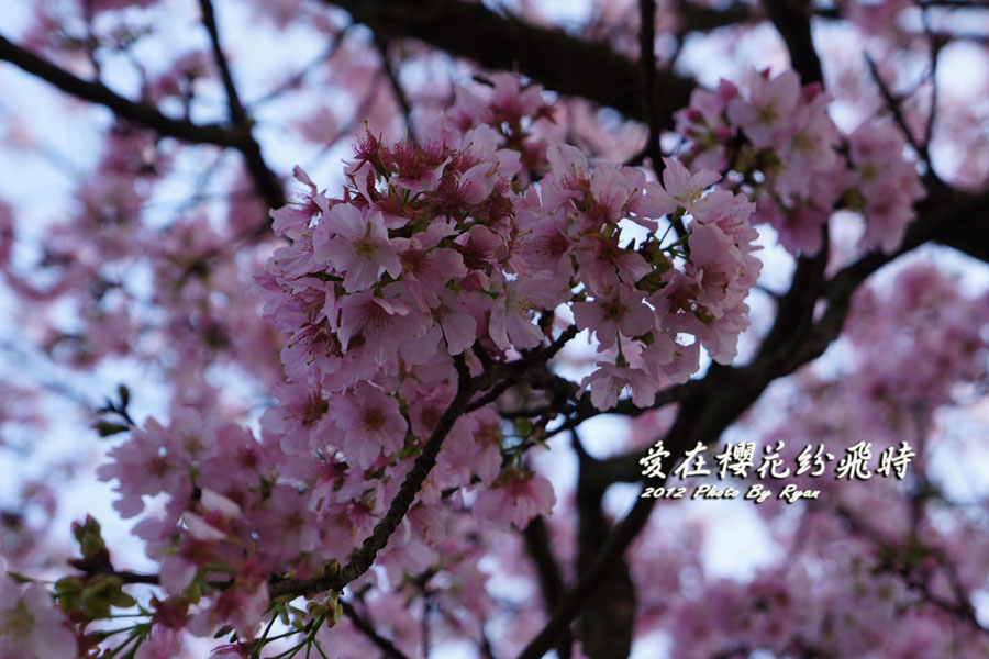http://i.dcview.tw/gallery/201203/d4c4625a87cbb0cd8720e2f1461a5170.jpg
