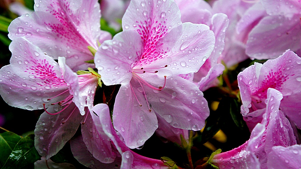 http://i.dcview.tw/gallery/201203/d8bf3b53e60f6965a16ab343a7c14159.jpg