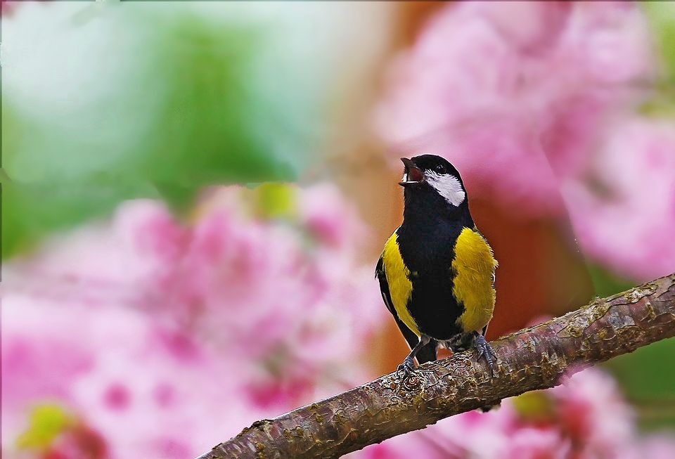 http://i.dcview.tw/gallery/201203/da182ea5d29f1ae86ffe1757875c260d.jpg