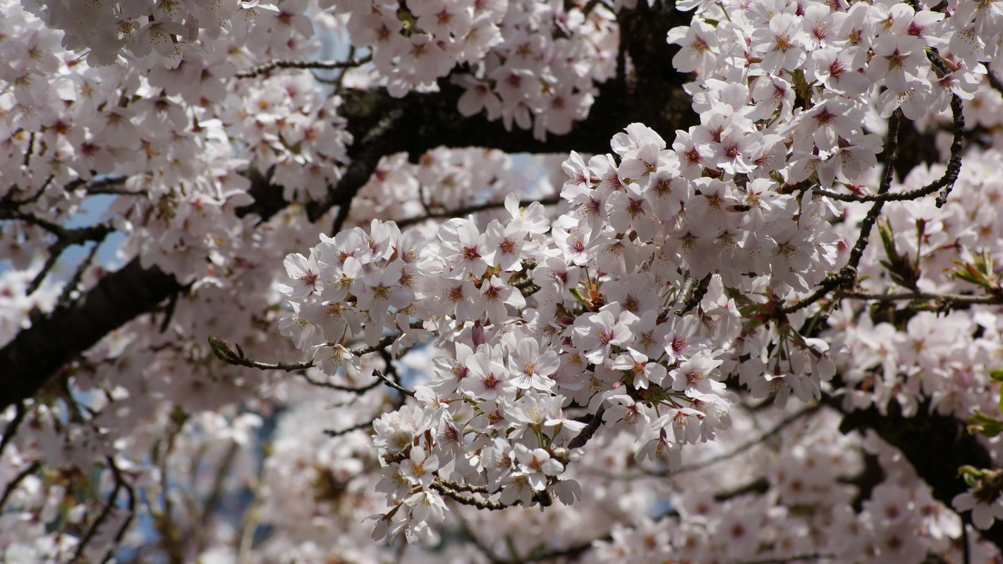 http://i.dcview.tw/gallery/201203/daceea87e95ac7b9d7e5c09890264d99.jpg