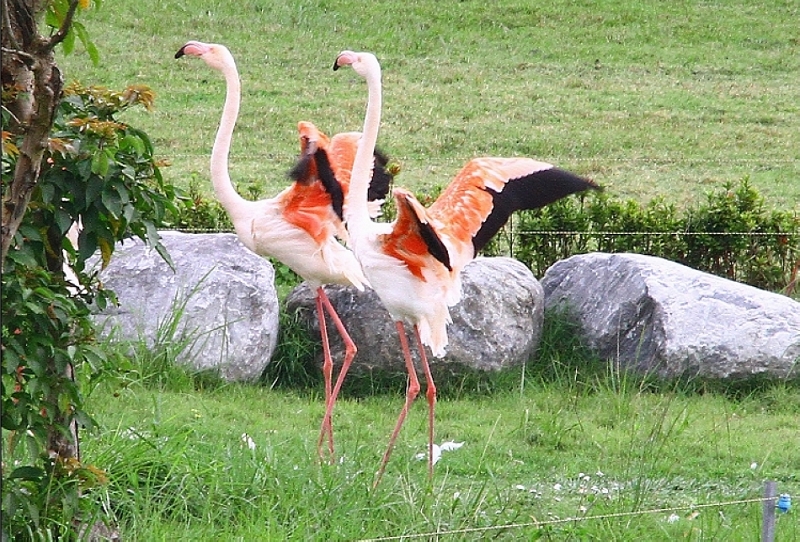 http://i.dcview.tw/gallery/201203/e0c587ea616ee6b3f4824c69679f54f8.jpg
