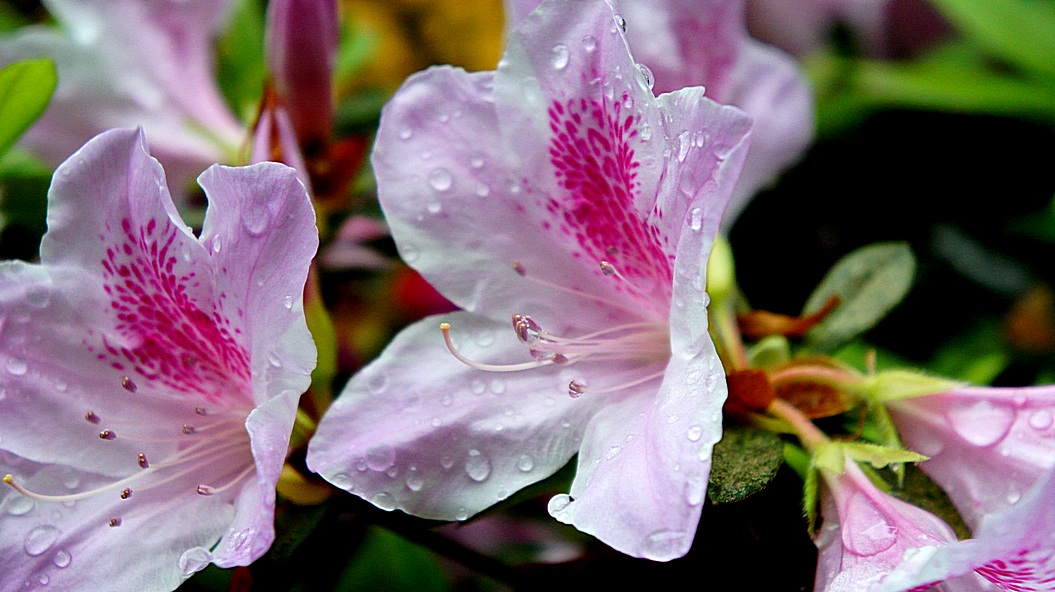 http://i.dcview.tw/gallery/201203/e3bba6aadb63ea087bfbe57fb361ac05.jpg