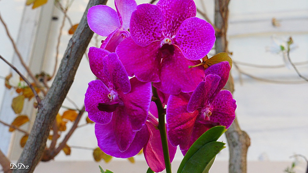 http://i.dcview.tw/gallery/201203/e754a36be2ff8236c7fae69f5805ebcf.jpg