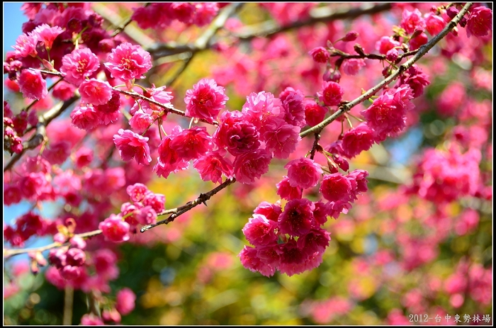 http://i.dcview.tw/gallery/201203/f2d8f5b397829267c836a31cf9705912.jpg