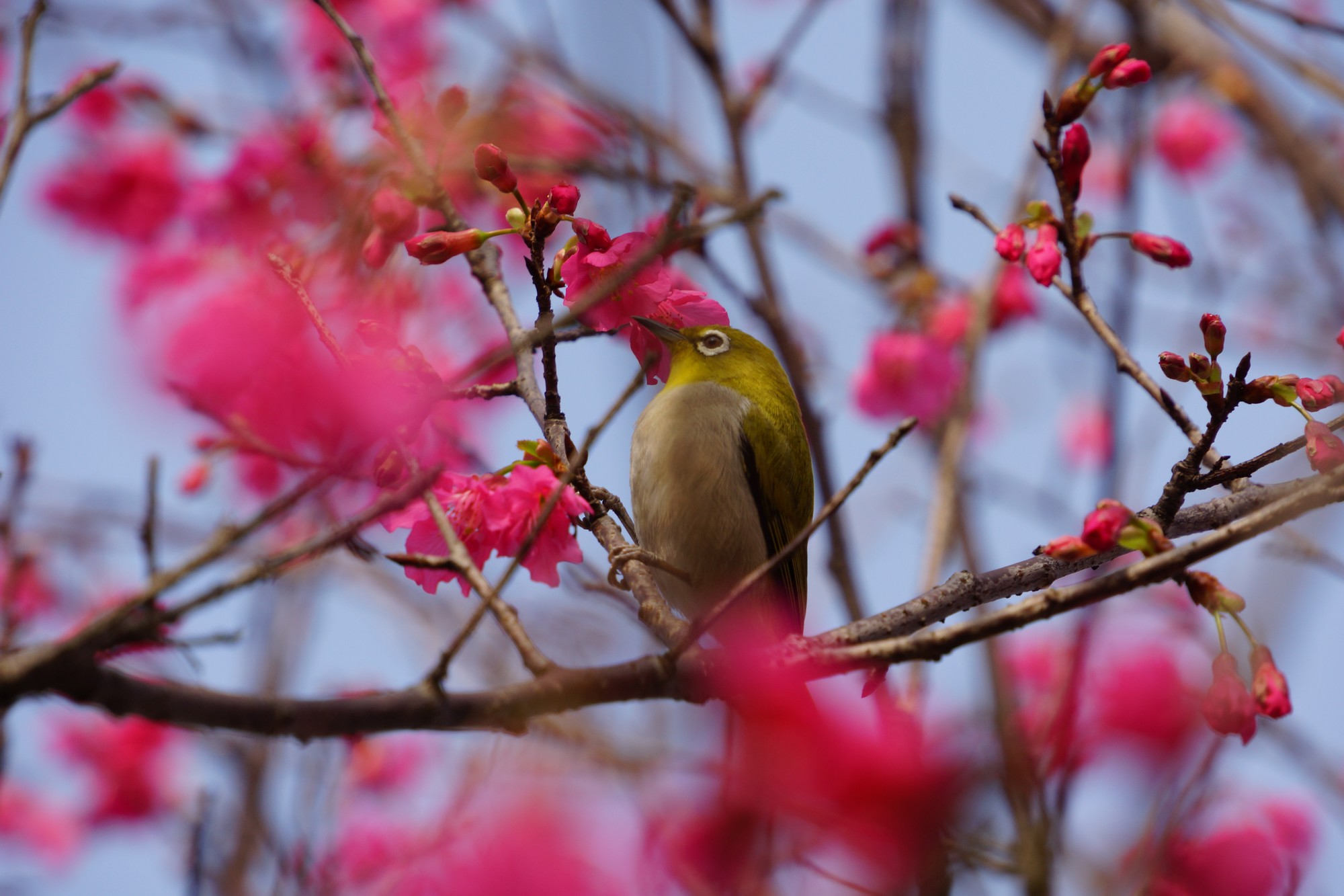 http://i.dcview.tw/gallery/201203/f51057f820c767654942f12eb336d351.jpg