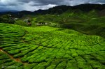 Cameron Highlands‧金馬崙高原
