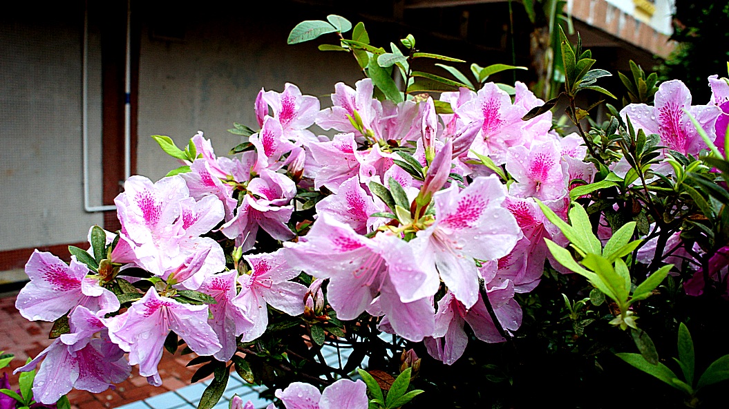 http://i.dcview.tw/gallery/201203/fc79cdeb92936fd87039f1f6bf6cbdce.jpg