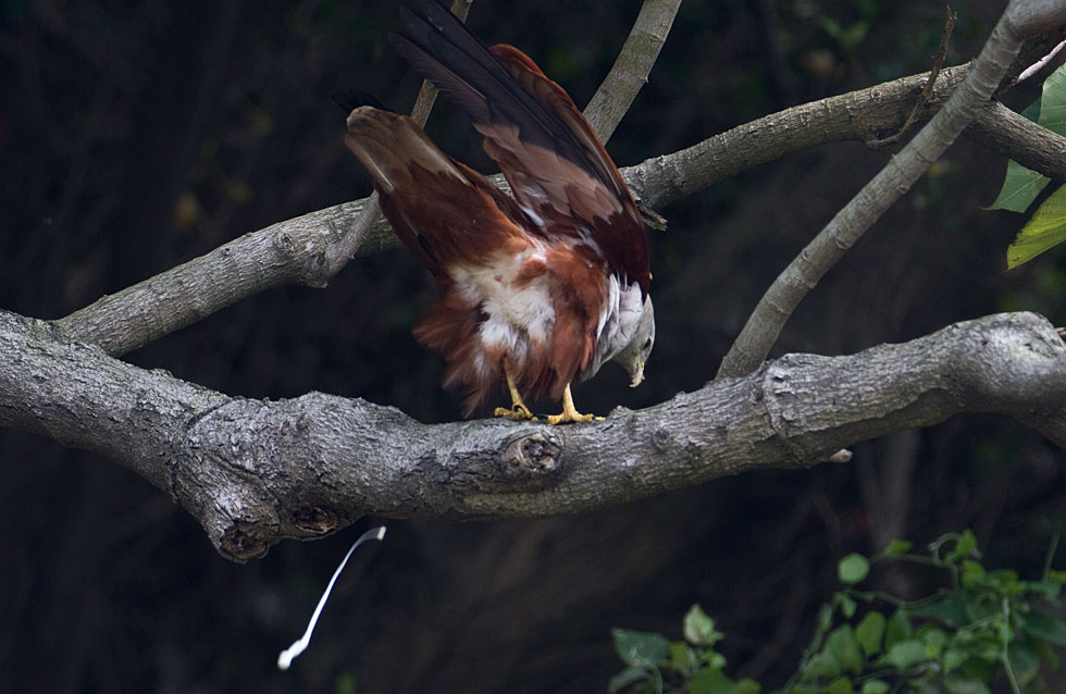 http://i.dcview.tw/gallery/201204/00df23b75ab6e5e773186165155d90f3.jpg