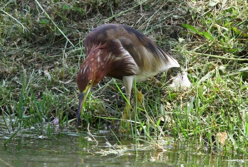 http://i.dcview.tw/gallery/201204/00f1721cf043361b13c847b5c62270f1.jpg