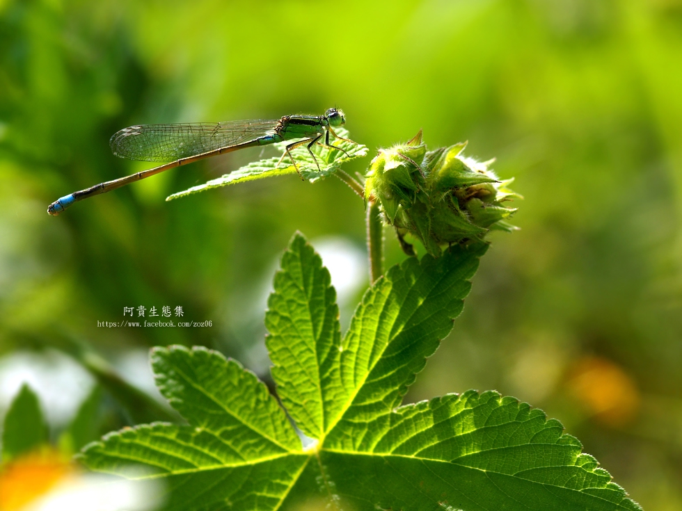 http://i.dcview.tw/gallery/201204/07cb0fb64659c686e367ffead84d9c64.jpg