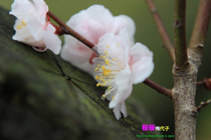 http://i.dcview.tw/gallery/201204/0b69681ac673971d9c6706c9136a953a.jpg