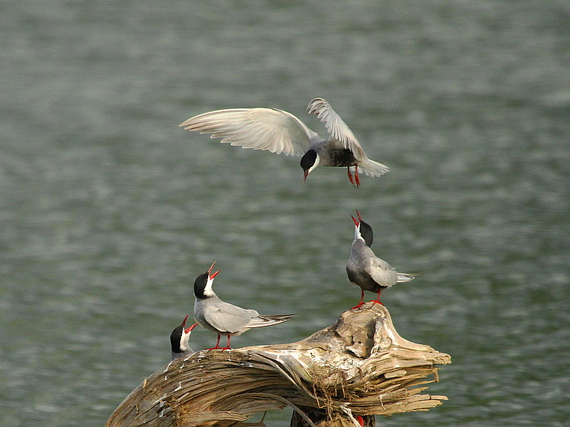 http://i.dcview.tw/gallery/201204/0fe60176caf128be983487c7c89d032a.jpg