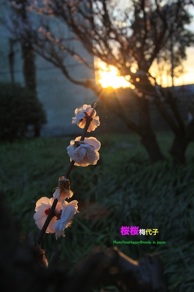 http://i.dcview.tw/gallery/201204/14e49ad95010ac9e1efe1f5ffc63a8b4.jpg