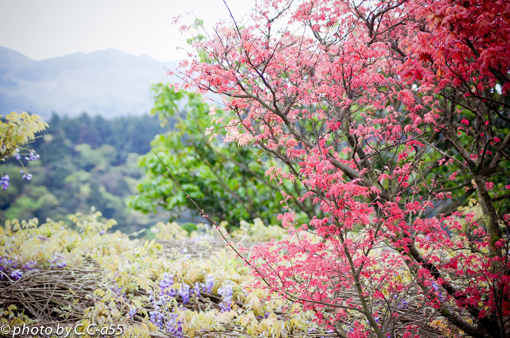 http://i.dcview.tw/gallery/201204/16ba56efde2ea4351ee7b7b61b127a9d.jpg
