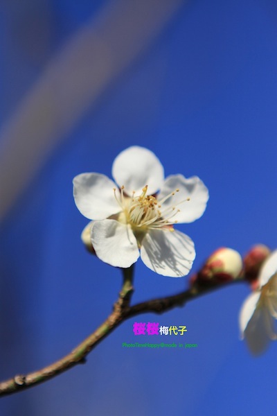 http://i.dcview.tw/gallery/201204/1783d86c80a69e6d5902c2e2b415f257.jpg