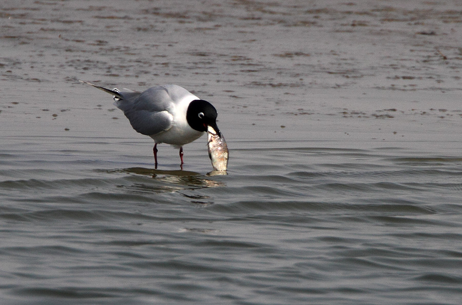 http://i.dcview.tw/gallery/201204/17a05254f8be75cbbb363d24e00357f5.jpg