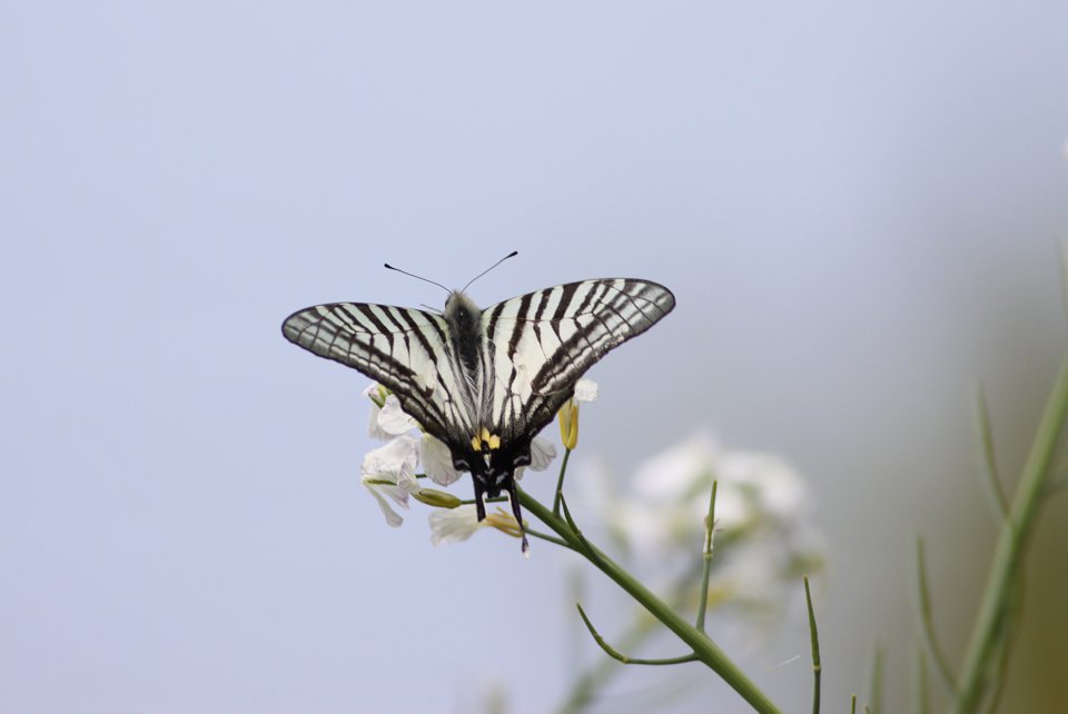 http://i.dcview.tw/gallery/201204/181b517dea787765cf804bf3bfef419f.jpg