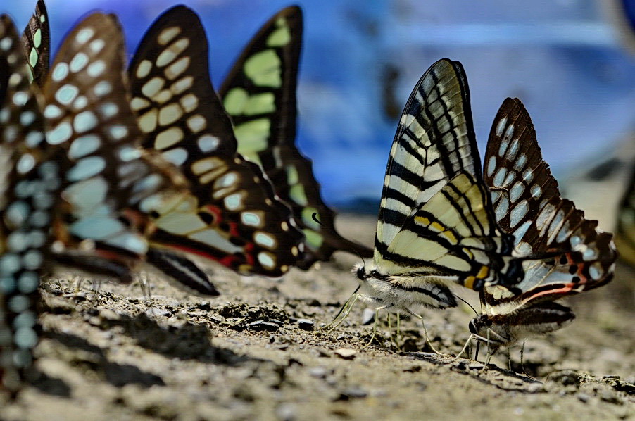 http://i.dcview.tw/gallery/201204/26657655787516249db18651a4174273.jpg