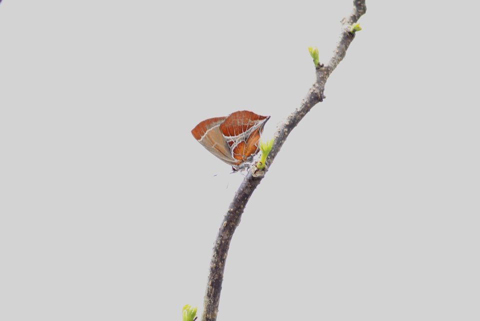 http://i.dcview.tw/gallery/201204/288106824f16c53c094766bca41dba61.jpg