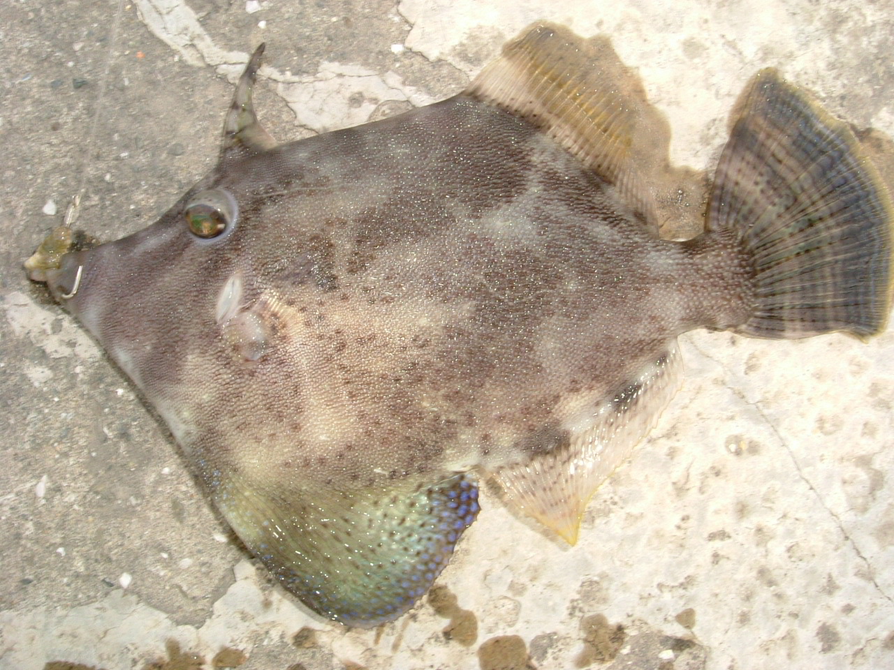 http://i.dcview.tw/gallery/201204/353d54c524d74b6928be7dc8aba86657.jpg