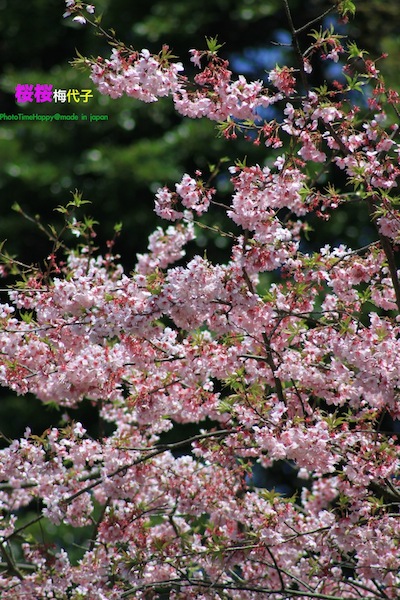 http://i.dcview.tw/gallery/201204/382426f204a77e498c1592915624346c.jpg