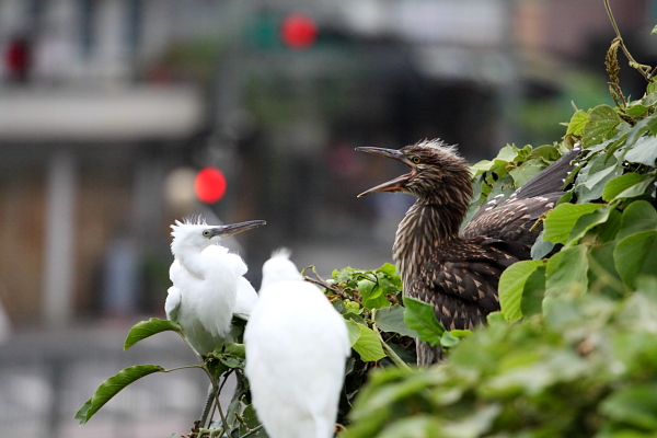 http://i.dcview.tw/gallery/201204/3a6d46334c1072690ec206d3db370596.jpg