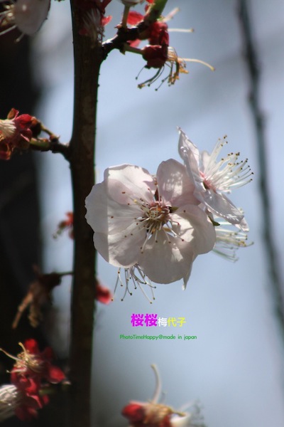 http://i.dcview.tw/gallery/201204/3b944c88227fce0a0deeeac86f60f3d5.jpg