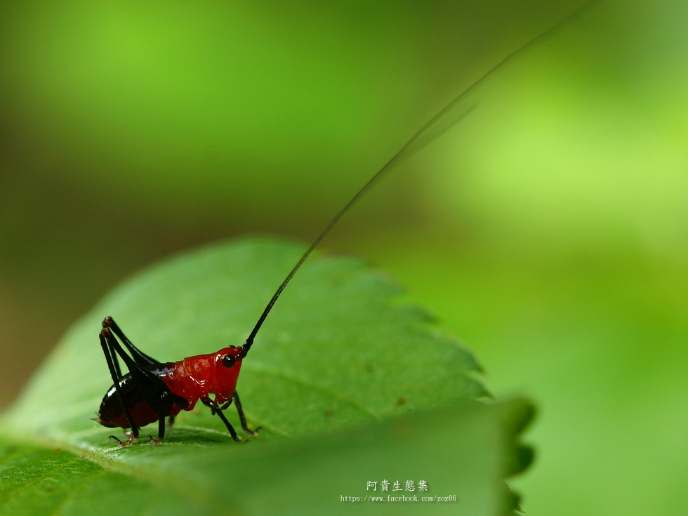 http://i.dcview.tw/gallery/201204/4038b0d201a6eae80d9550fe2749505e.jpg