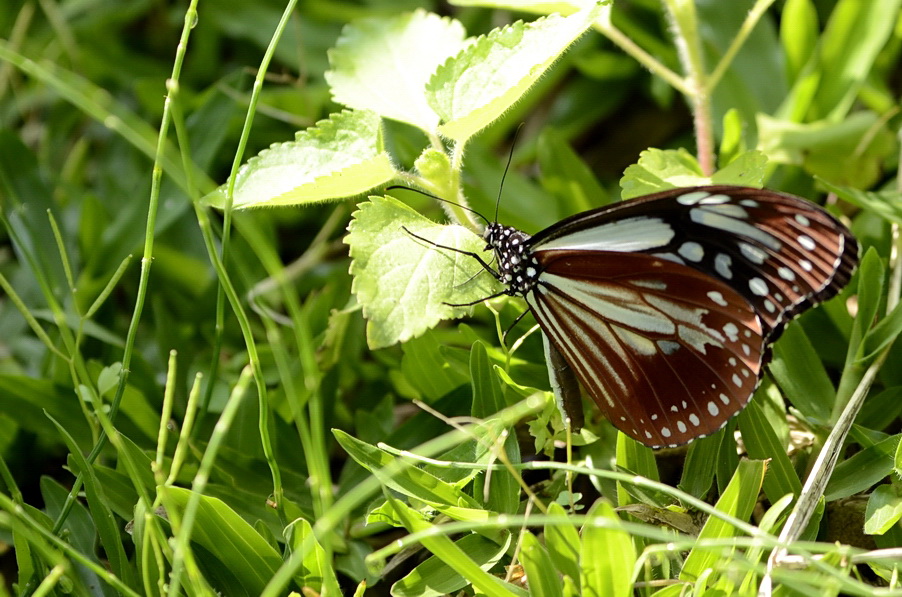 http://i.dcview.tw/gallery/201204/54c7a098e49396878f5cc6b8d668d734.jpg