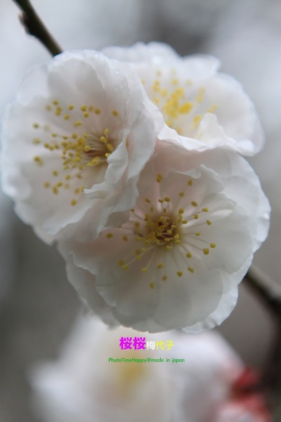 http://i.dcview.tw/gallery/201204/5a2fd0c51f0328d050ea33c2ca44c68b.jpg