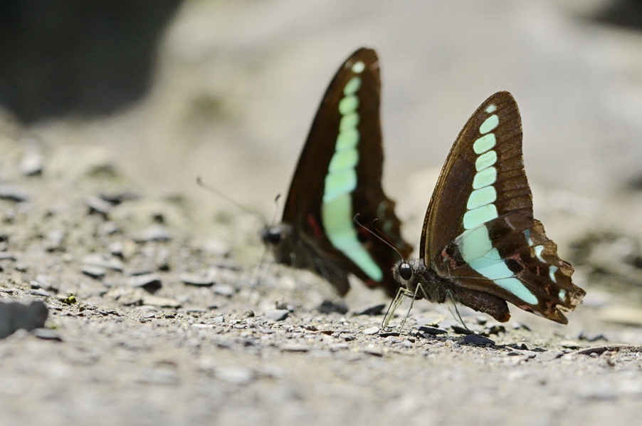 http://i.dcview.tw/gallery/201204/609e4e7f3866c16b3265bfd87e138291.jpg