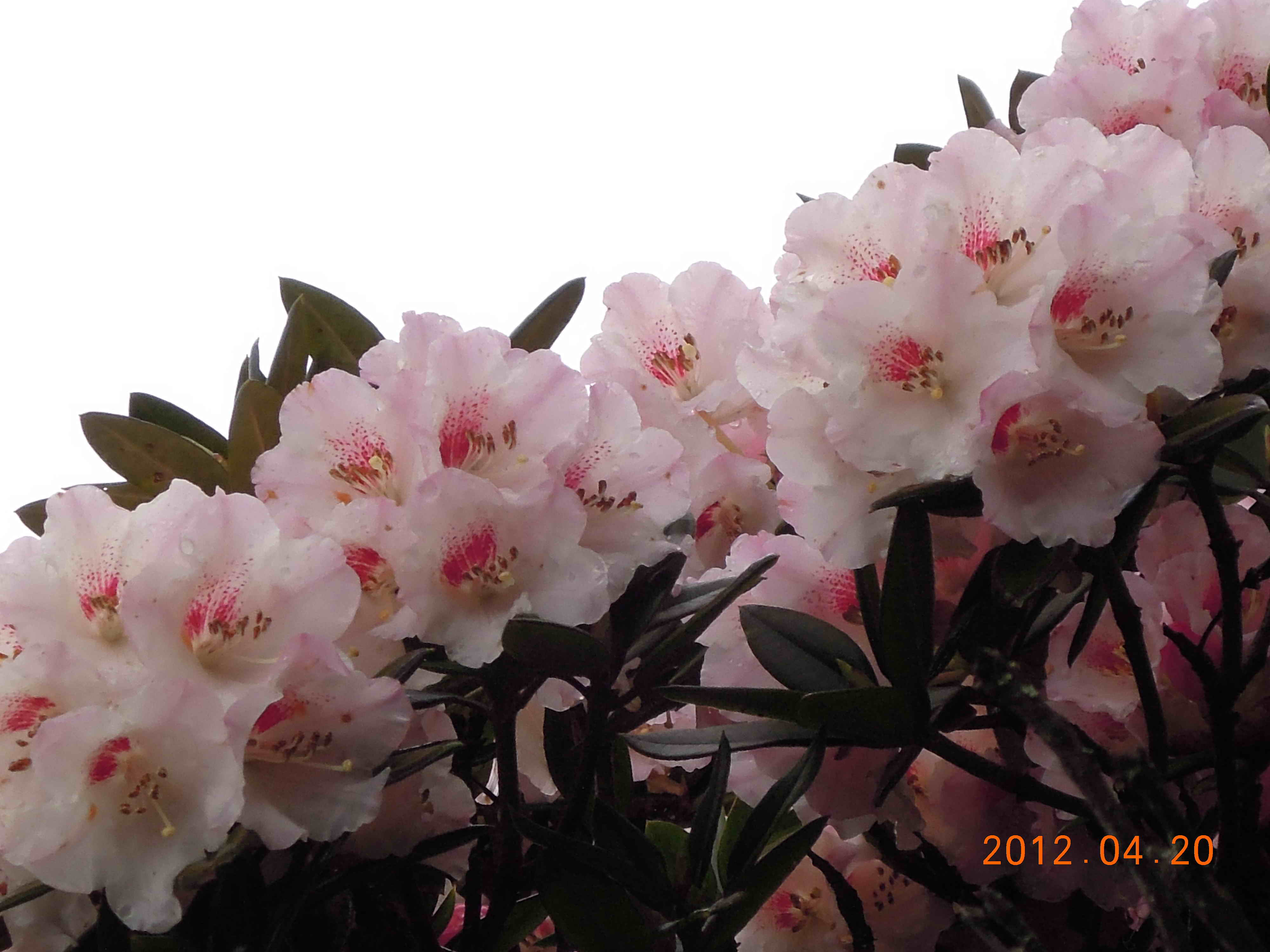 http://i.dcview.tw/gallery/201204/6537ef2116d4154837543ae17d13f346.jpg