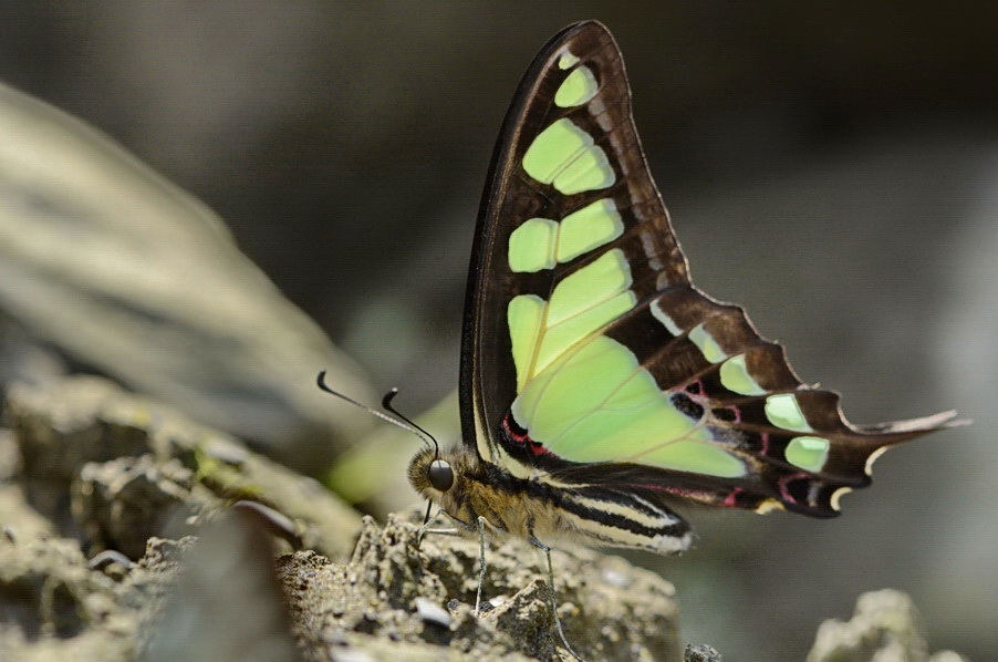 http://i.dcview.tw/gallery/201204/6657284e3ad86622d00f365a8e8b0a7e.jpg